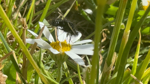 Bombylella atra