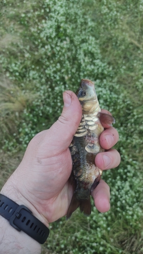 European Carp