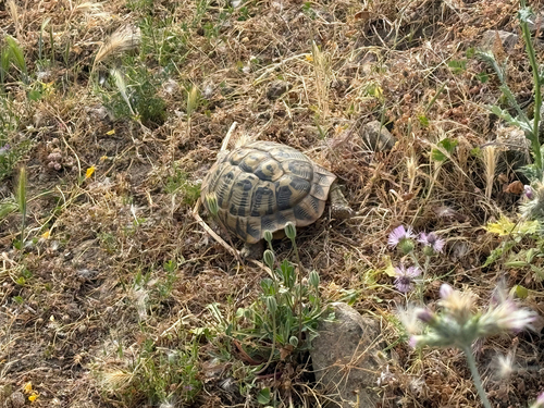 Hermann's Tortoise