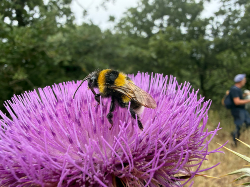 Large Garden Bumble Bee