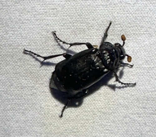 iNaturalist observation photo of Black Burying Beetle