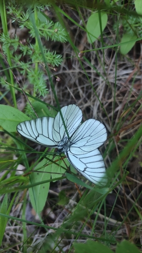 Black-veined White