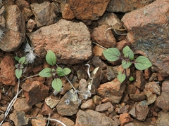 Acanthomintha lanceolata