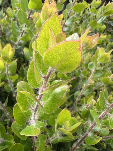 Arctostaphylos crustacea, photograph 5