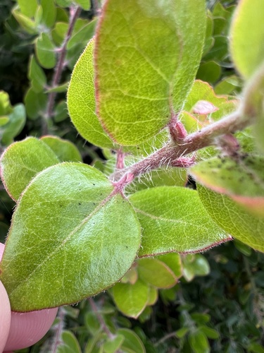 Arctostaphylos crustacea, photograph 6