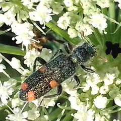 Trichodes quadriguttatus