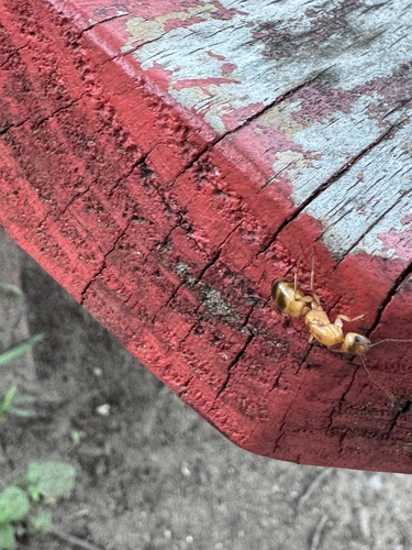 Camponotus festinatus