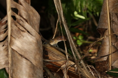 Anolis gundlachi