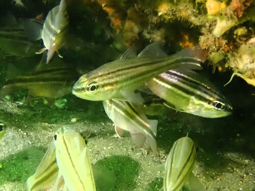 Ostorhinchus fasciatus observed 2026-06-10
