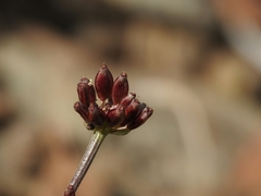 Lomatium observatorium