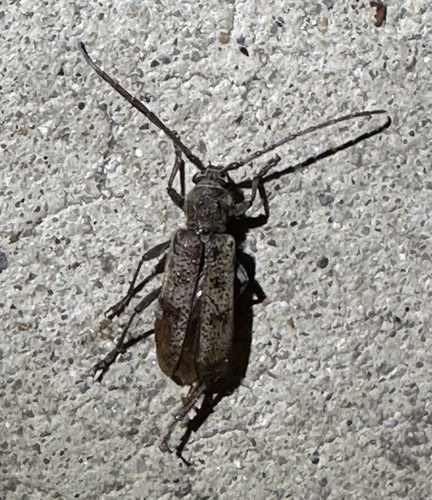 iNaturalist observation photo of Brothylus gemmulatus