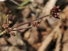 Lomatium observatorium