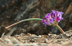 Allium sharsmithiae