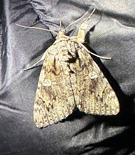 iNaturalist observation photo of Ilia Underwing