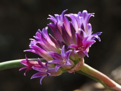 Allium sharsmithiae