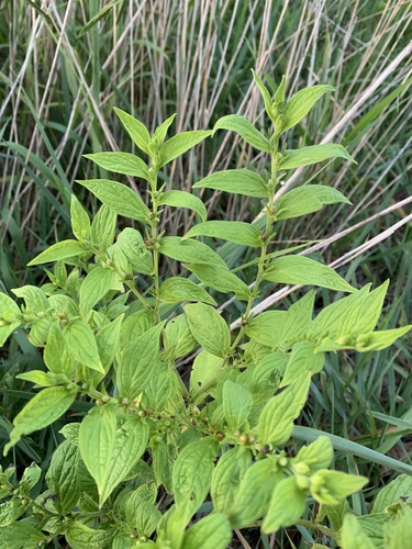 Lithospermum latifolium, photograph 6