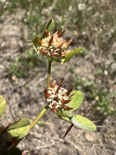 Trifolium glomeratum, photograph 3