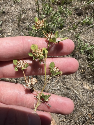 Trifolium glomeratum, photograph 4
