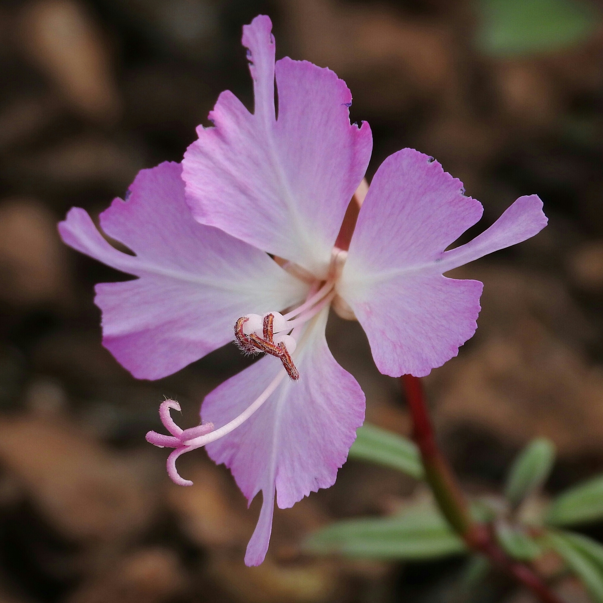 Clarkia breweri