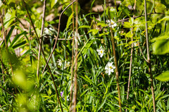 Narcissus poeticus