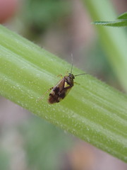 Orthops