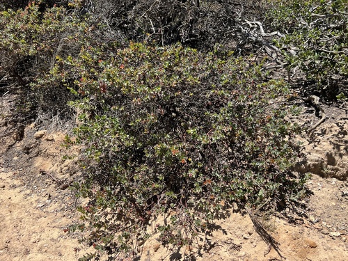 Arctostaphylos pajaroensis, photograph 2