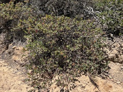 Arctostaphylos pajaroensis, photograph (c) Ryan Donnelly, some rights reserved (CC BY)
