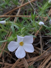 Phlox hoodii