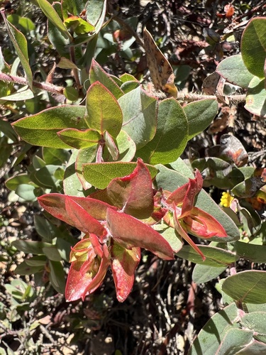 Arctostaphylos pajaroensis, photograph 3