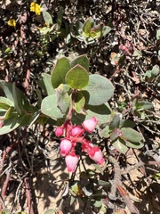 Arctostaphylos pajaroensis, photograph (c) Ryan Donnelly, some rights reserved (CC BY)
