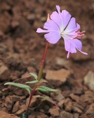 Clarkia breweri