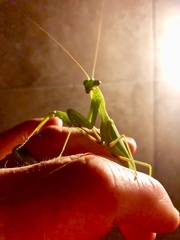 Sphodromantis lineola