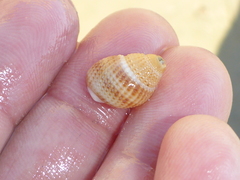 Nassarius perpinguis
