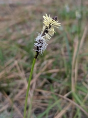 Carex concinnoides