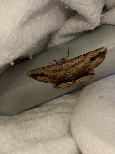 Waved Umber