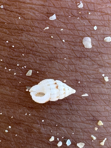 Nassarius observed 2026-06-07