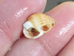 Nassarius perpinguis