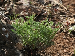 Lomatium observatorium