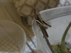 Abracris flavolineata