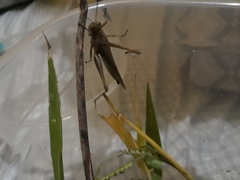 Abracris flavolineata