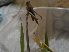 Abracris flavolineata