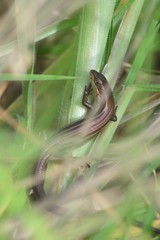 Pseudemoia rawlinsoni