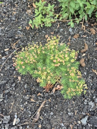 Euphorbia cyparissias observed 2026-06-10