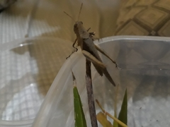 Abracris flavolineata