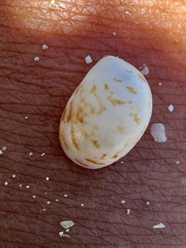 Mammilla simiae observed 2026-06-07