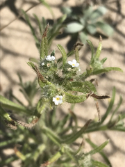 Cryptantha clevelandii