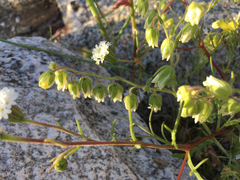 Emmenanthe penduliflora penduliflora