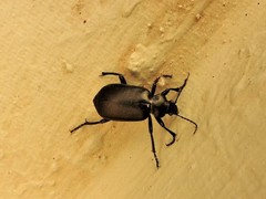 Calosoma maderae