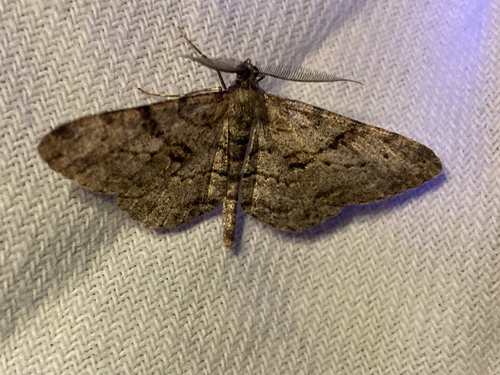 Willow Beauty