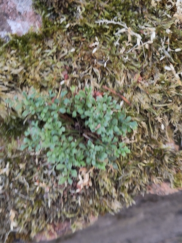 wall-rue
